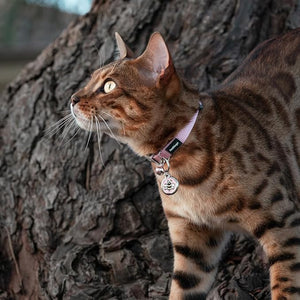 RedDingo Safety Cat Collar - Fish Pattern with Break-Away Clip | Reflective