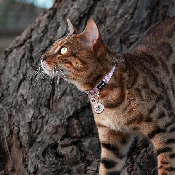 RedDingo Safety Cat Collar - Fish Pattern with Break-Away Clip | Reflective