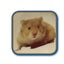 Hamster with a blue border on a beige background