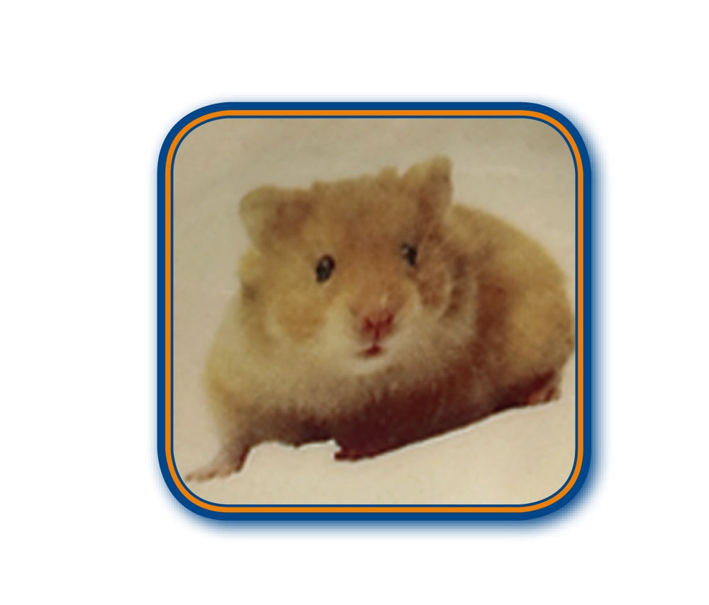 Hamster with a blue border on a beige background