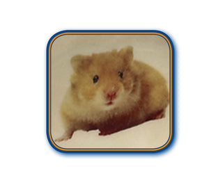 Hamster with a blue border on a beige background