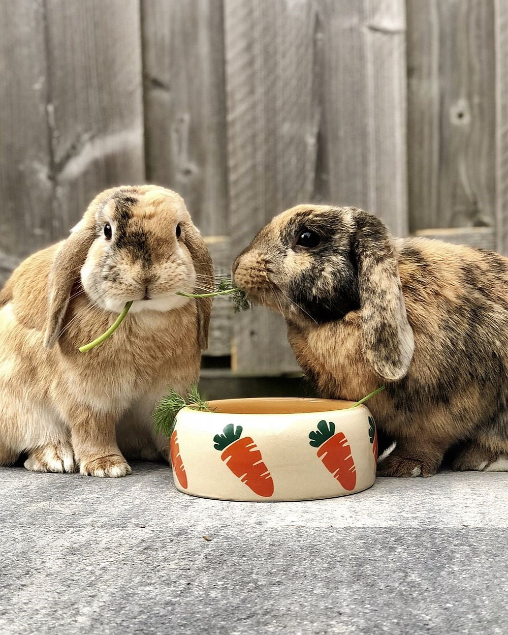 Ceramic Rodent Bowl 300ml - Carrot Print by Nobby (Pink/Blue)