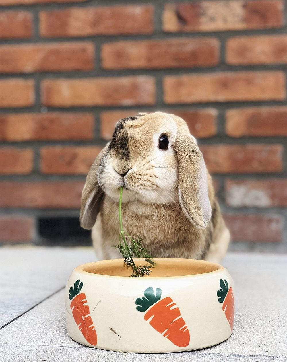 Ceramic Rodent Bowl 300ml - Carrot Print by Nobby (Pink/Blue)