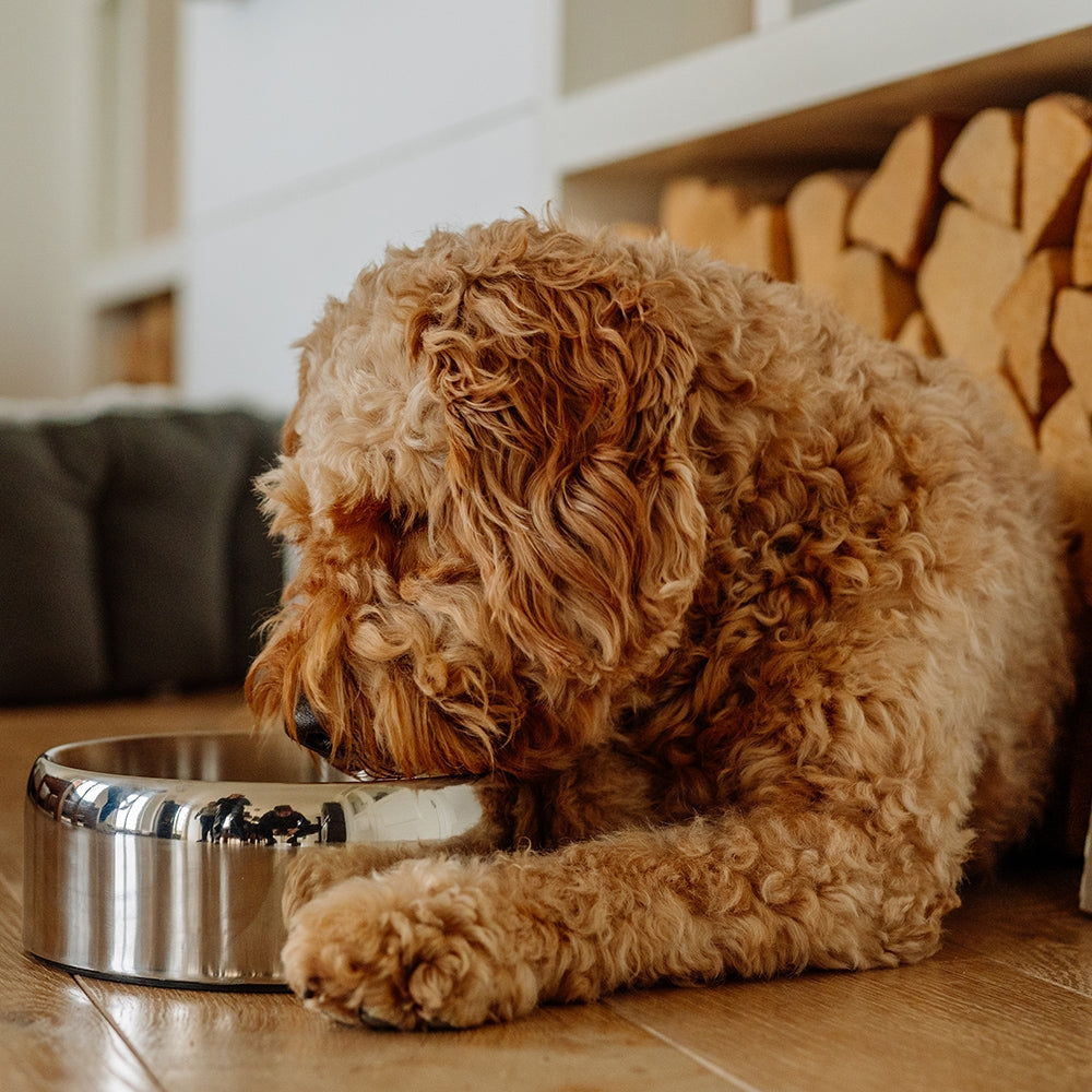 Zarif Stainless Steel Dog Bowl - Double Walled Premium Design