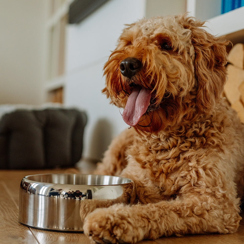 Zarif Stainless Steel Dog Bowl - Double Walled Premium Design