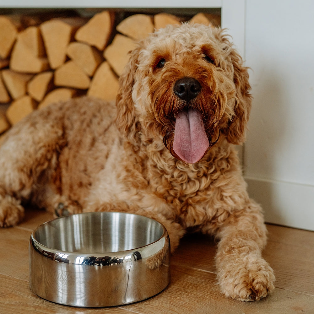 Zarif Stainless Steel Dog Bowl - Double Walled Premium Design