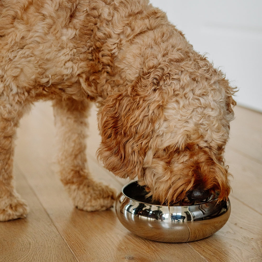 Asil Stainless Steel Dog Bowl 1150ml - Non-Slip Premium Design