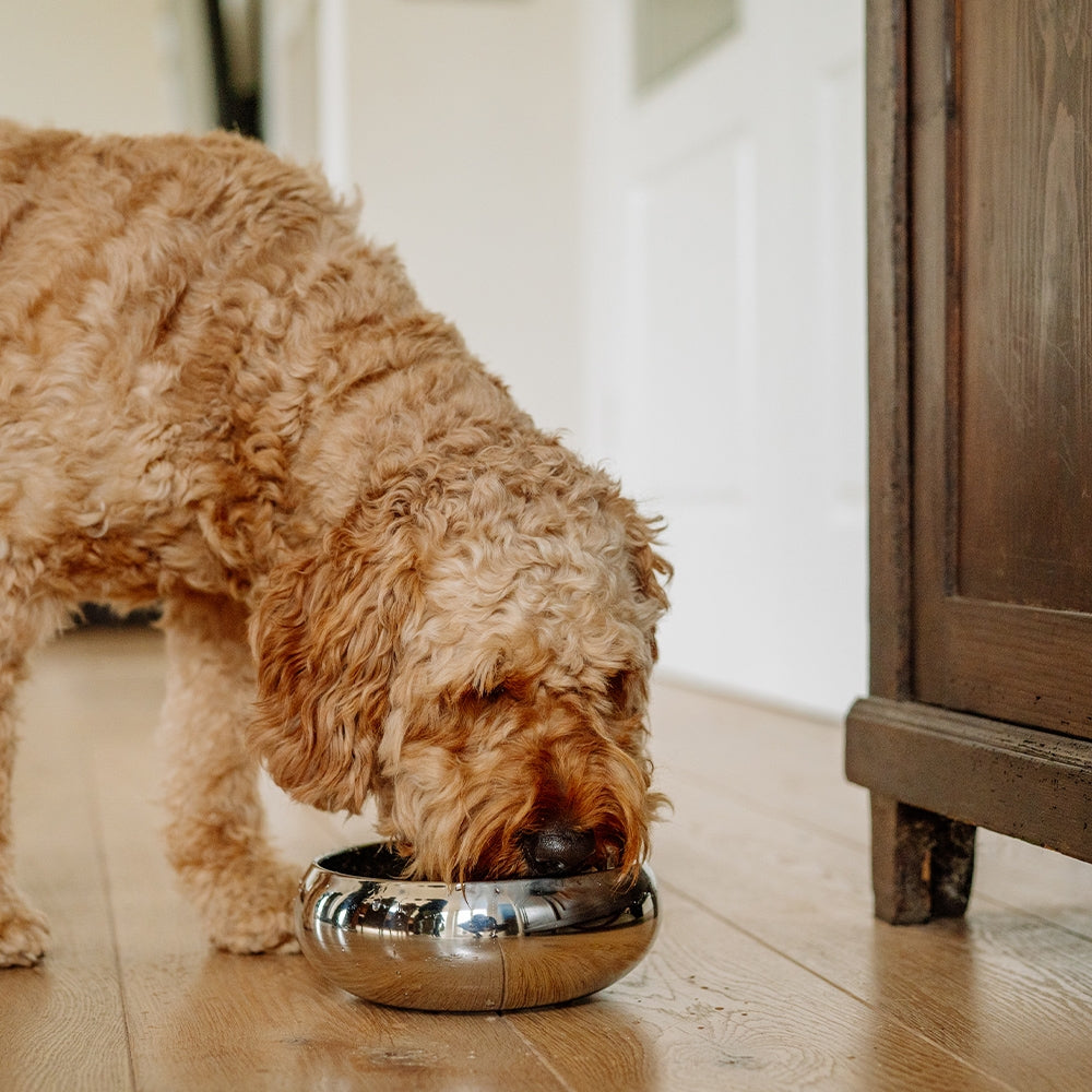 Asil Stainless Steel Dog Bowl 1150ml - Non-Slip Premium Design