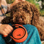 Brown dog sitting on a person's lap with an orange and black retractable leash in the foreground.
