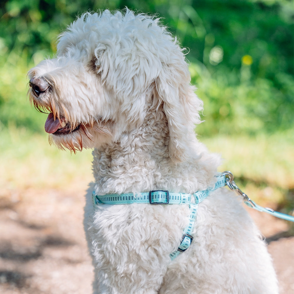 White dog on a leash with a blurred green background