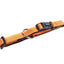 Orange dog collar with black buckle on a white background