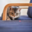 Cat peeking out from behind a wooden frame on a blue surface