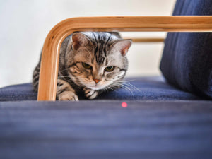 Cat peeking out from behind a wooden frame on a blue surface