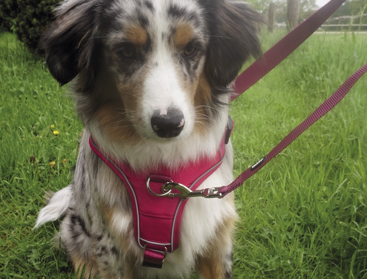 Nobby Comfort "Harness Mailo Mesh Fabric & reflective Strips