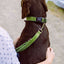 Classic Preno collar forest green