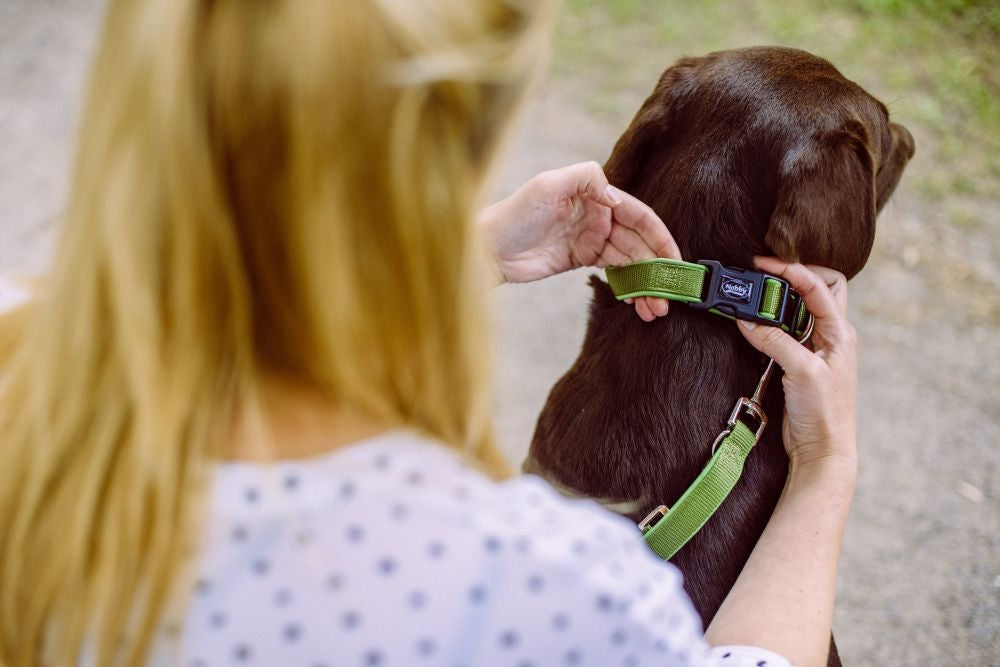 Classic Preno collar  forest green