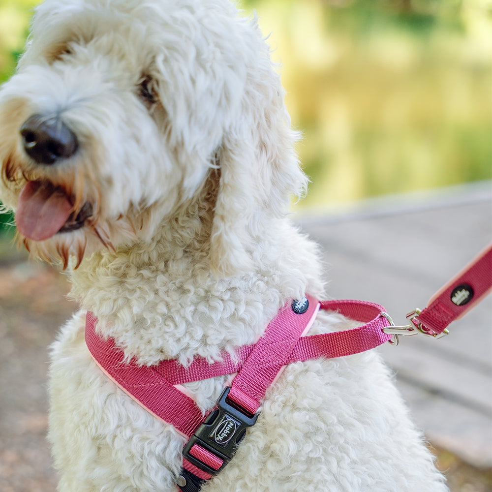 Dog Harness Classic Preno - Norwegian Style Padded Harness with Handle | Nobby