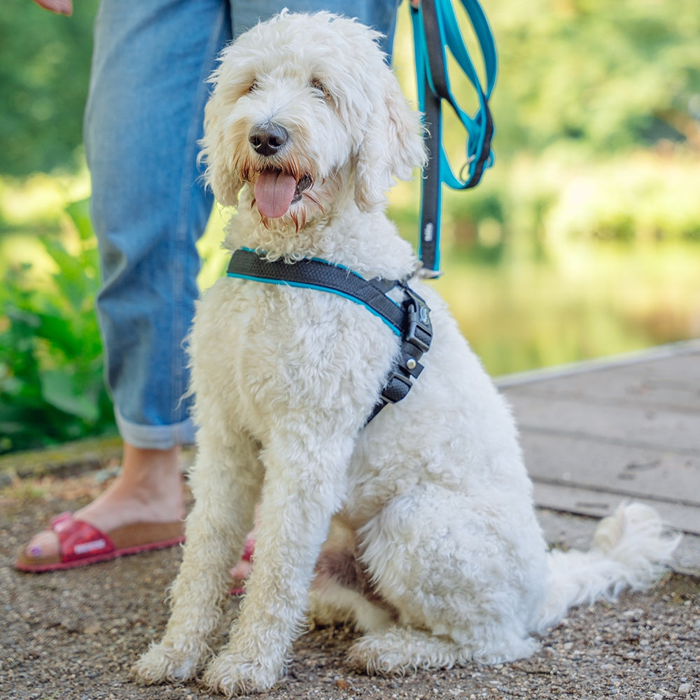 NORWEGIAN Harness "Mesh Preno blue