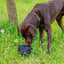 Dog drinking from a black water bottle in a grassy field