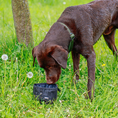 Dog drinking from a black water bottle in a grassy field