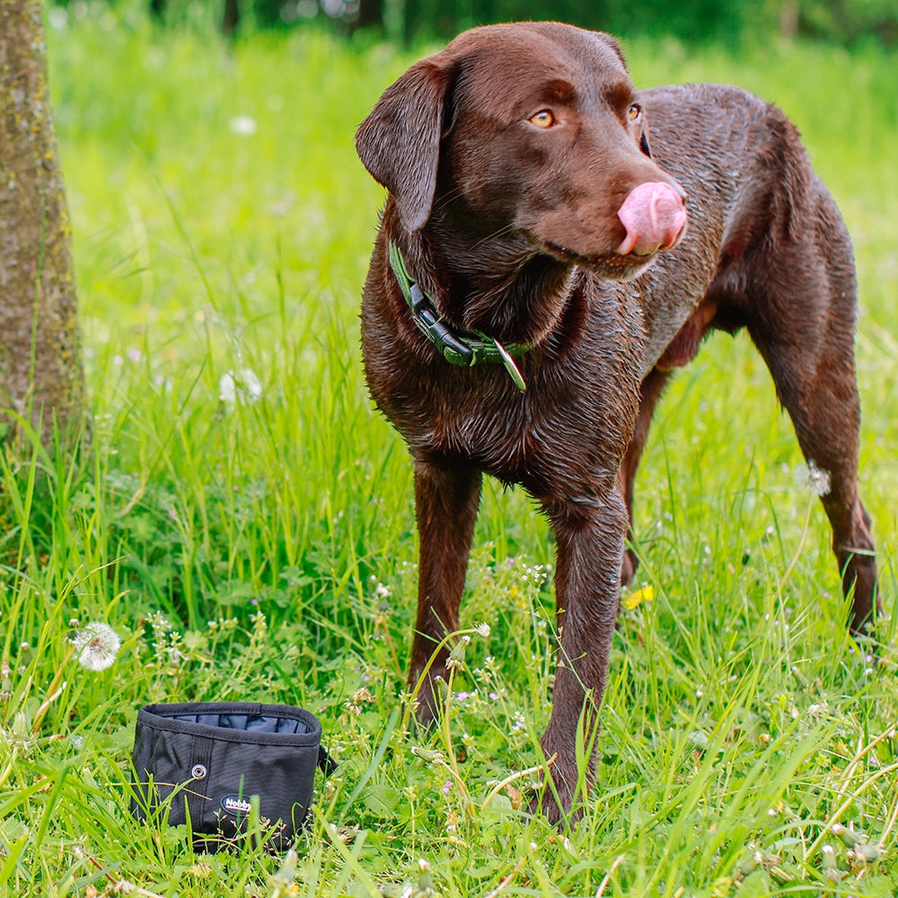 Brown dog standing in a grassy field with a black bag on the ground.