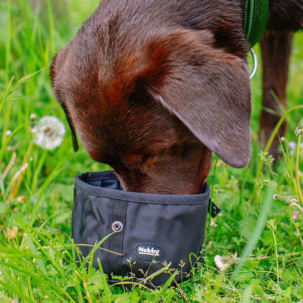 Dog wearing a black Nobby water bowl in a grassy field