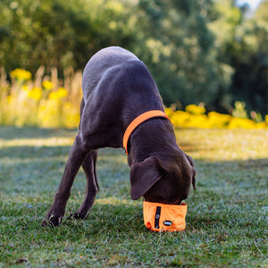 Dog wearing an orange boot and collar in a grassy field with yellow flowers and green trees in the background.