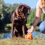 Chocolate Labrador retriever sitting on grass with a person and orange training clicker in the background.
