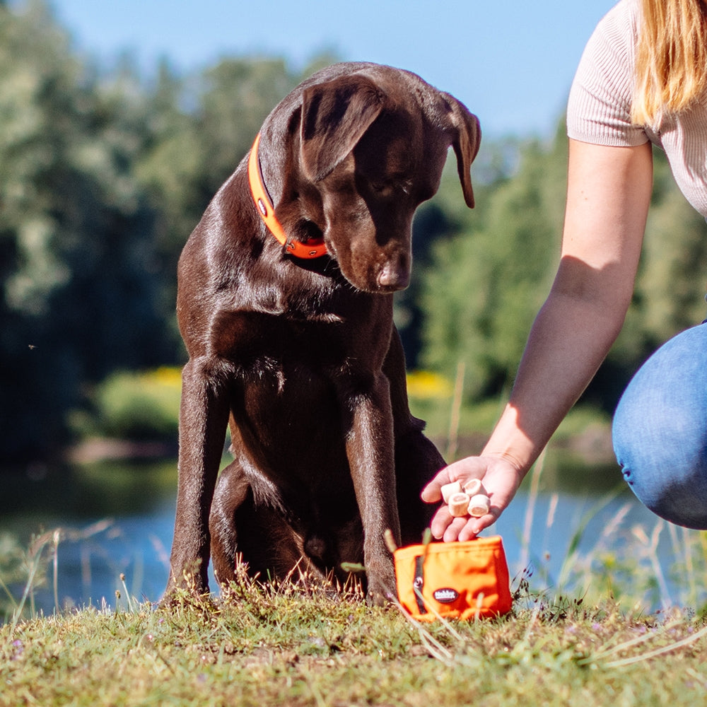 Chocolate Labrador retriever sitting on grass with a person and orange training clicker in the background.
