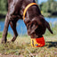 RIO Dog Travel Bowl - Foldable Nylon Water Bowl for Dogs | Black & Orange Nobby