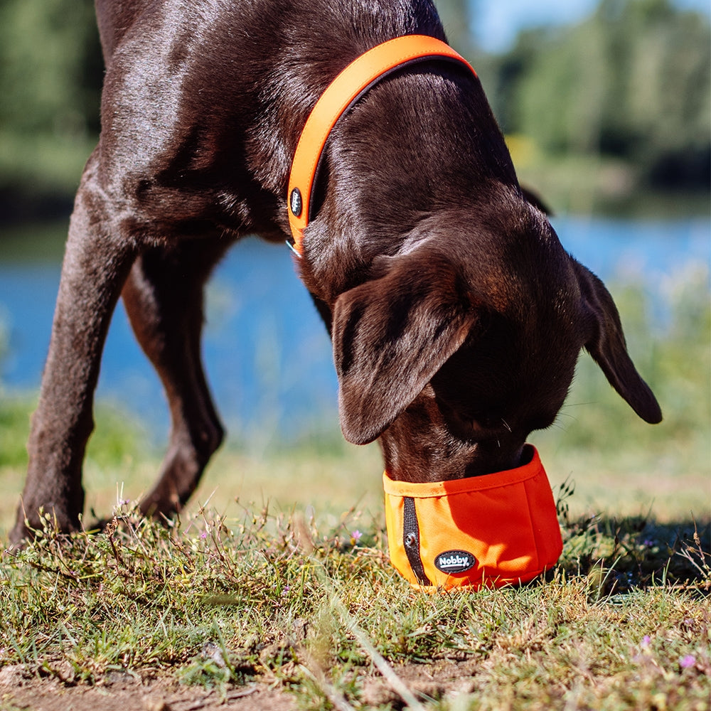 RIO Dog Travel Bowl - Foldable Nylon Water Bowl for Dogs | Black & Orange Nobby