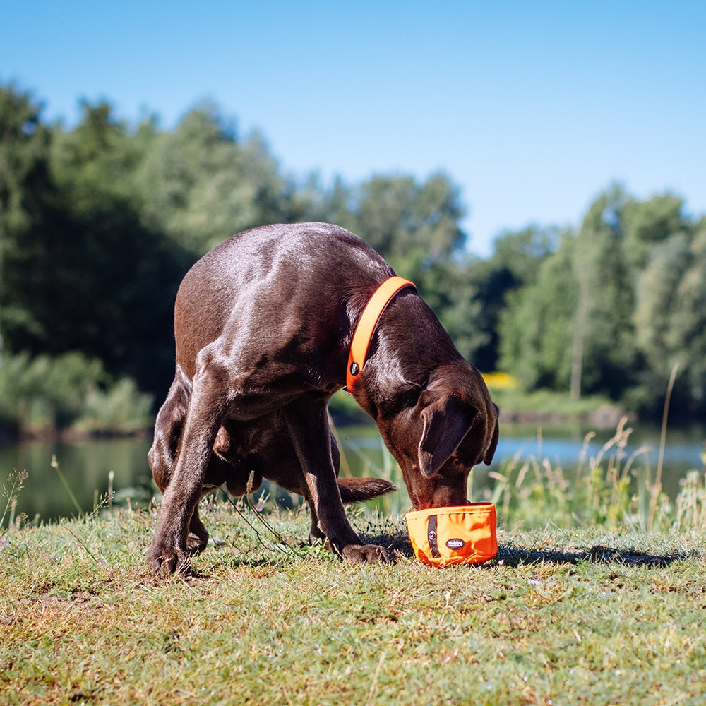 RIO Dog Travel Bowl - Foldable Nylon Water Bowl for Dogs | Black & Orange Nobby