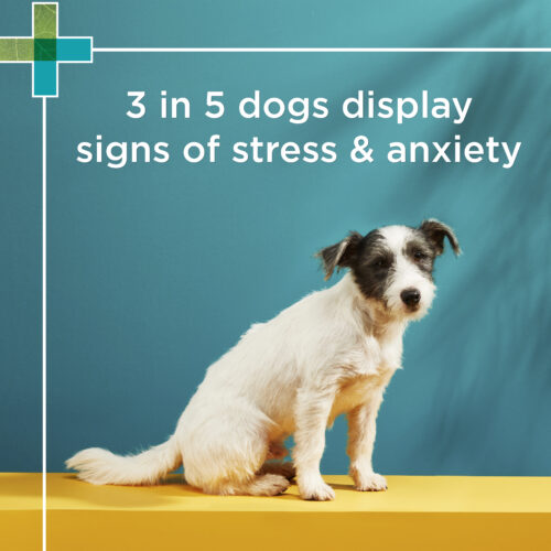 PAW Complete Calm Small Dog 75g