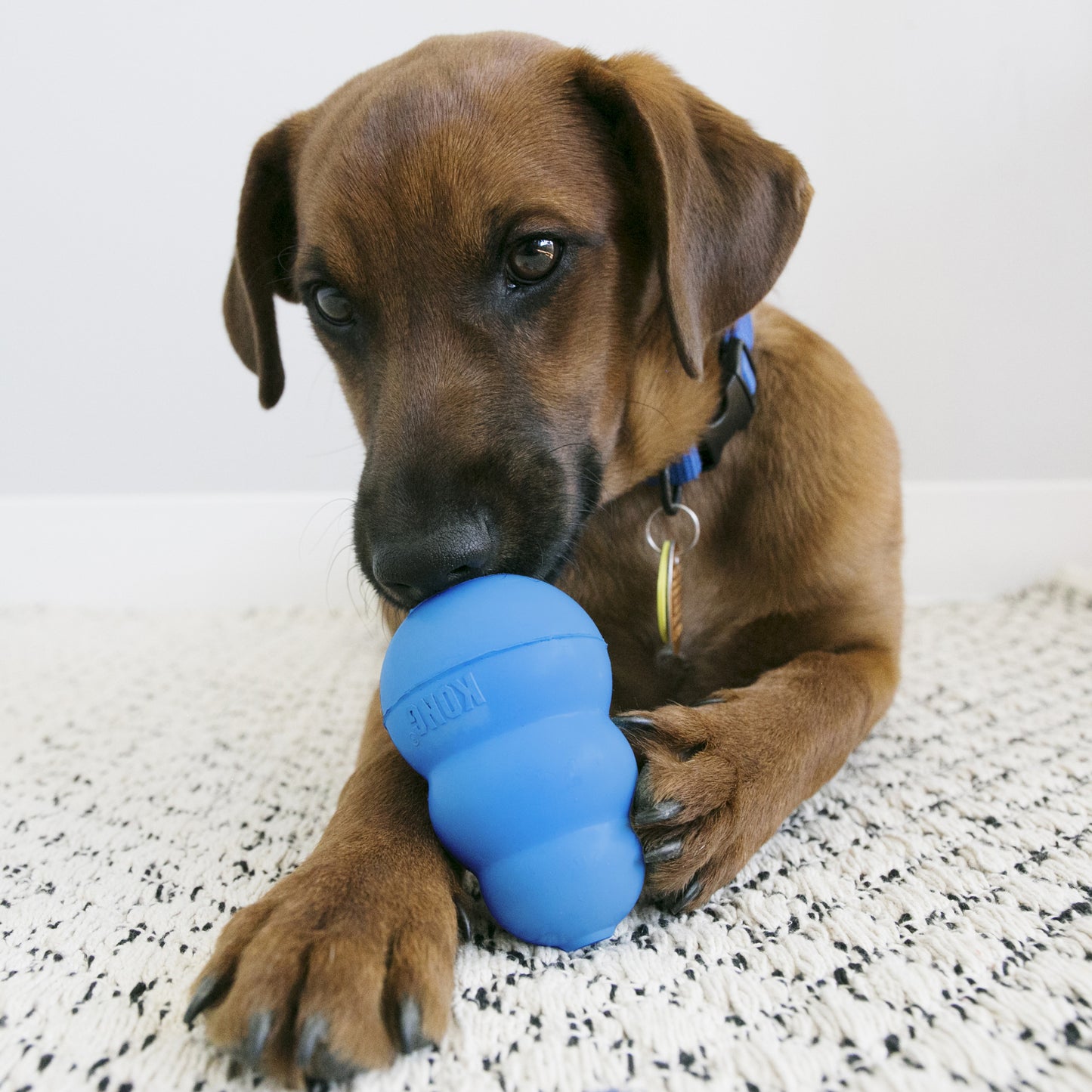 Kong puppy Blue