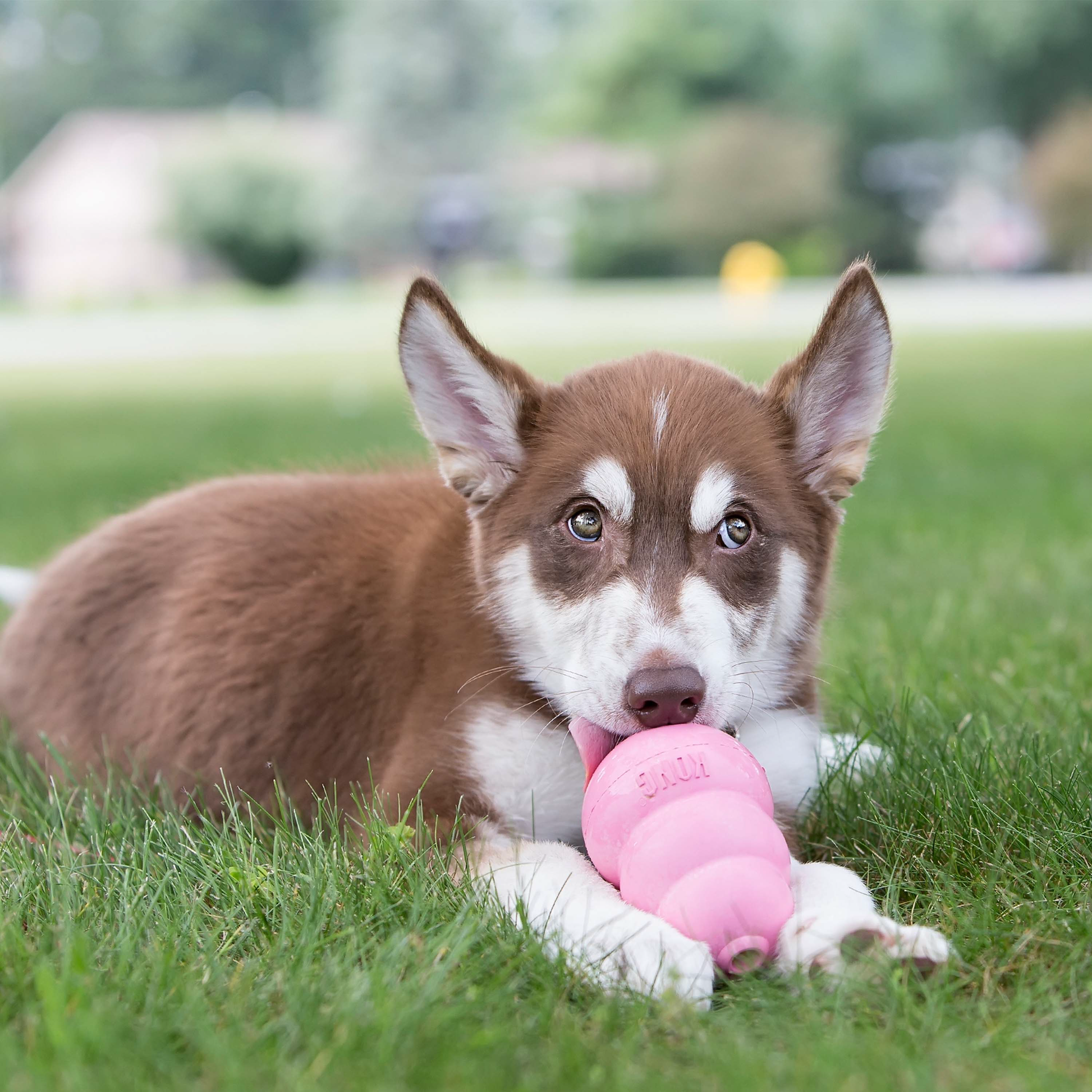 Kong Puppy Blue/Pink