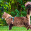 A fluffy brown long-haired cat wearing a teal harness and leash, standing on green grass with a leafy garden background.