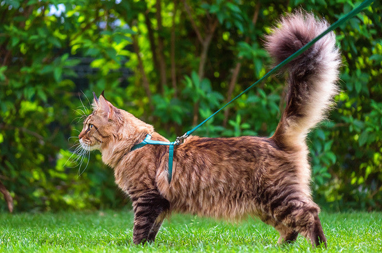 A fluffy brown long-haired cat wearing a teal harness and leash, standing on green grass with a leafy garden background.