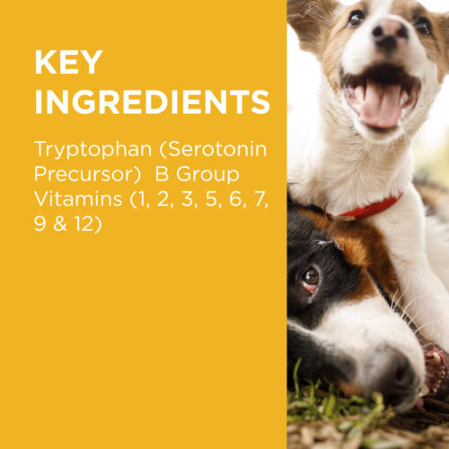 Two dogs with a yellow background and text about key ingredients.