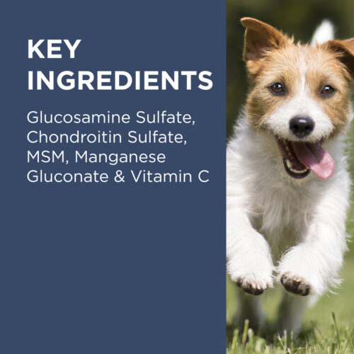 PAW Osteocare Joint Health Chews for Dogs - Premium Joint Support by Blackmores