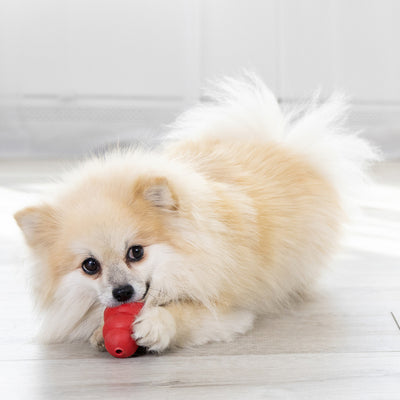 Small dog holding a red toy on a light wooden floor