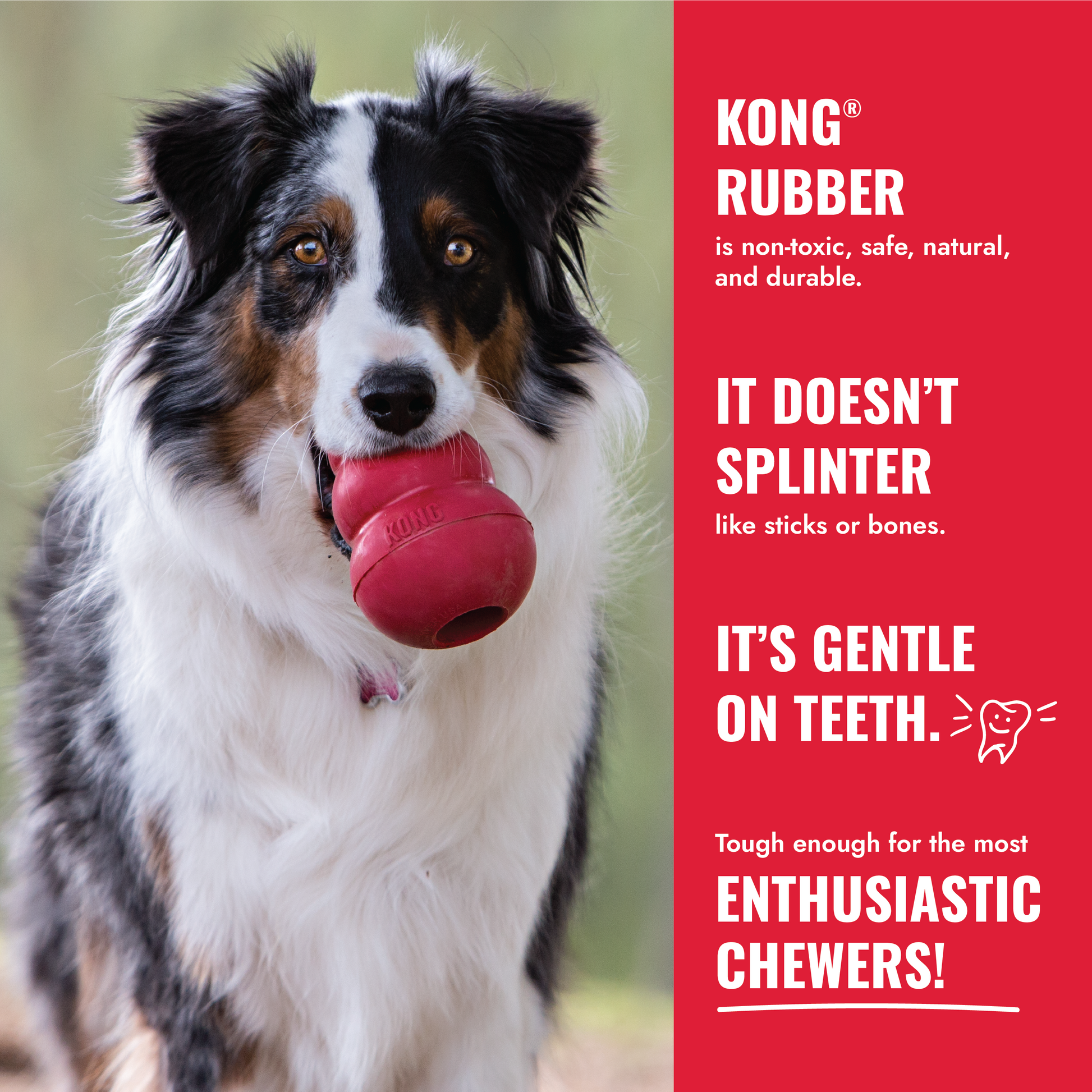Dog holding a red KONG rubber toy with promotional text on a red background