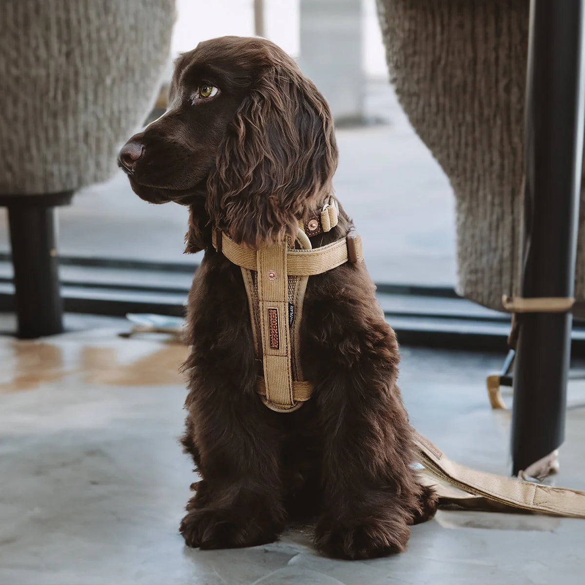 Brown dog wearing a beige harness sitting on a tiled floor.