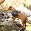 Dog wearing a black backpack standing on rocks with a natural background