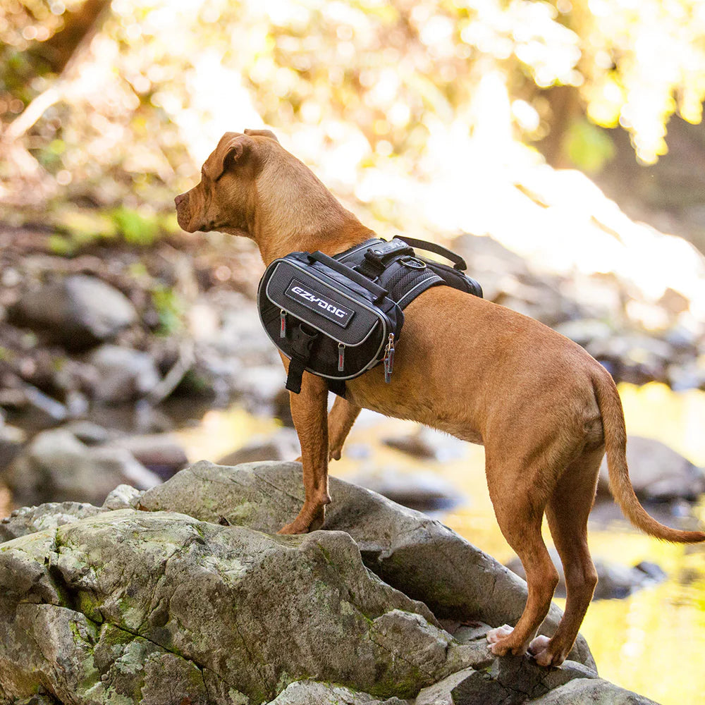 Dog wearing a black backpack standing on rocks with a natural background
