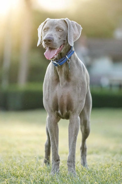 Red Dingo Vegan Leather Dog Collar - Elegant Design | M, L Sizes