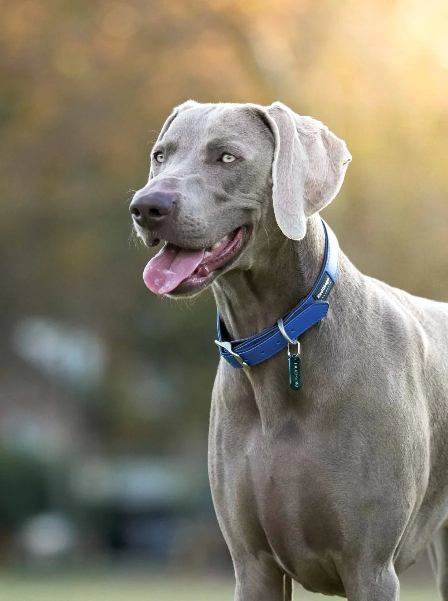 Red Dingo Vegan Leather Dog Collar - Elegant Design | M, L Sizes