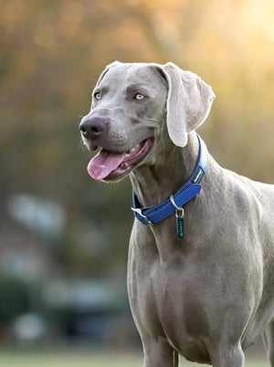 RedDingo Vegan Leather Dog Collar - Elegant Design | M, L Sizes