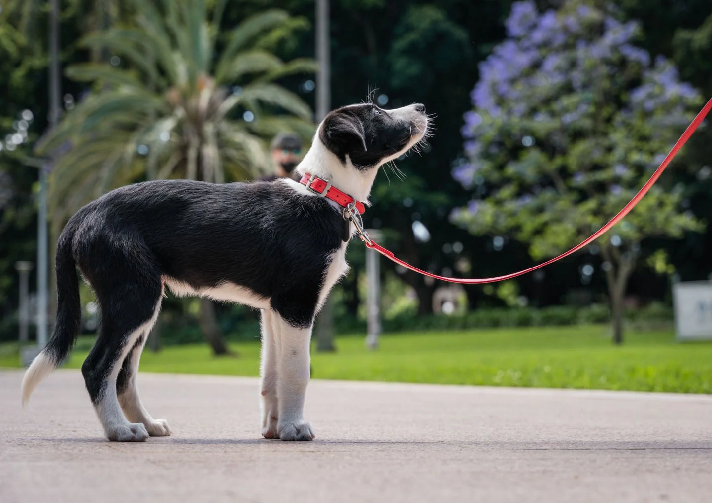 Red Dingo Vegan Leather Dog Collar - Elegant Design | M, L Sizes