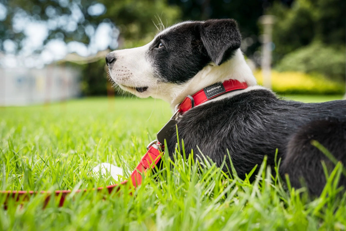 Red Dingo Vegan Leather Dog Collar - Elegant Design | M, L Sizes