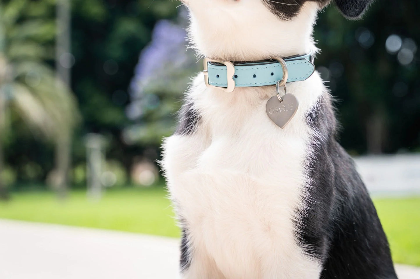 Red Dingo Vegan Leather Dog Collar - Elegant Design | M, L Sizes